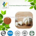 Hot sale aged garlic extract